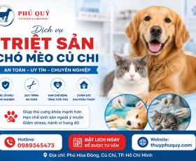 Triệt Sản Chó Mèo Củ Chi An Toàn, Uy Tín – Chăm Sóc Thú Cưng Toàn Diện