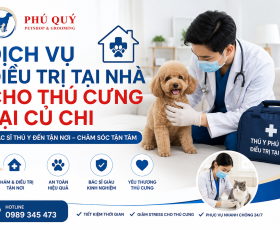 Dịch Vụ Điều Trị Tại Nhà Cho Thú Cưng Tại Củ Chi 