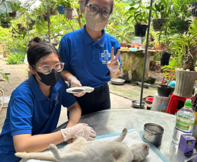 Triệt sản chó mèo tại nhà