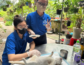 Triệt sản chó mèo tại nhà